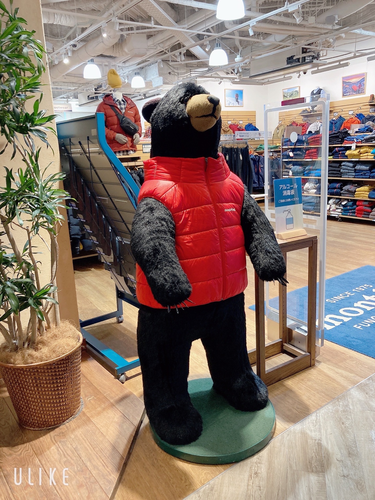 monbell_bear.jpeg Monbell bear.